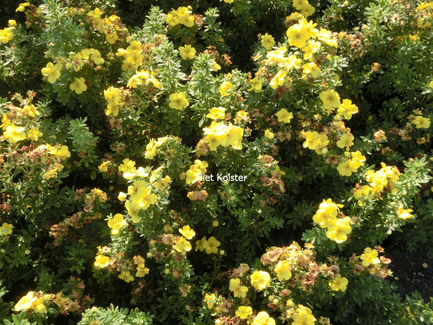 Potentilla fruticosa 'Sommerflor'