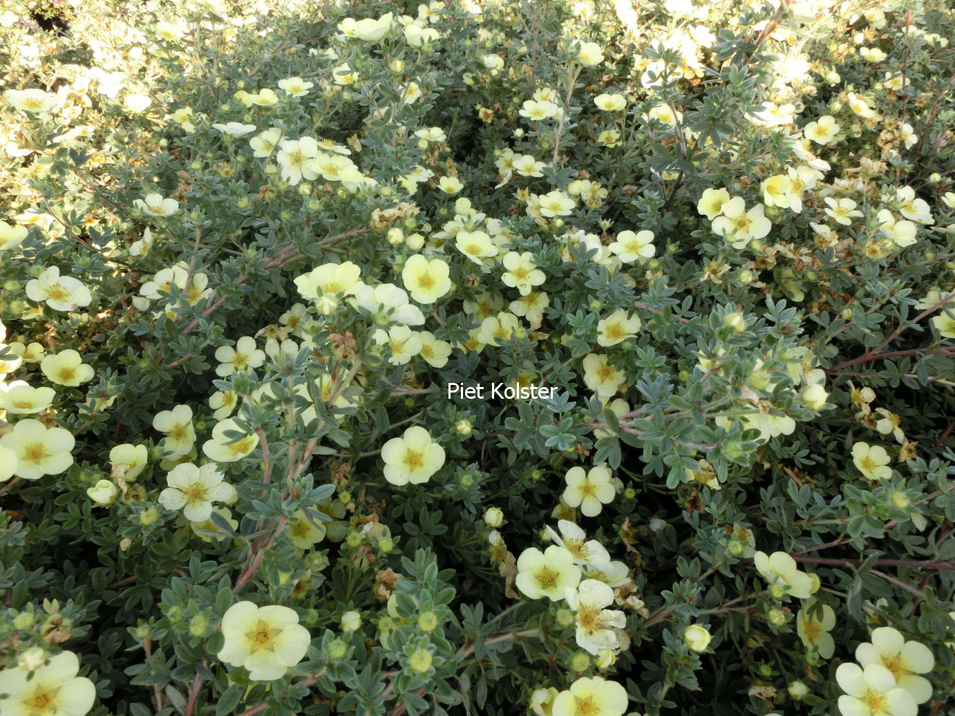 Potentilla fruticosa 'Primrose Beauty'