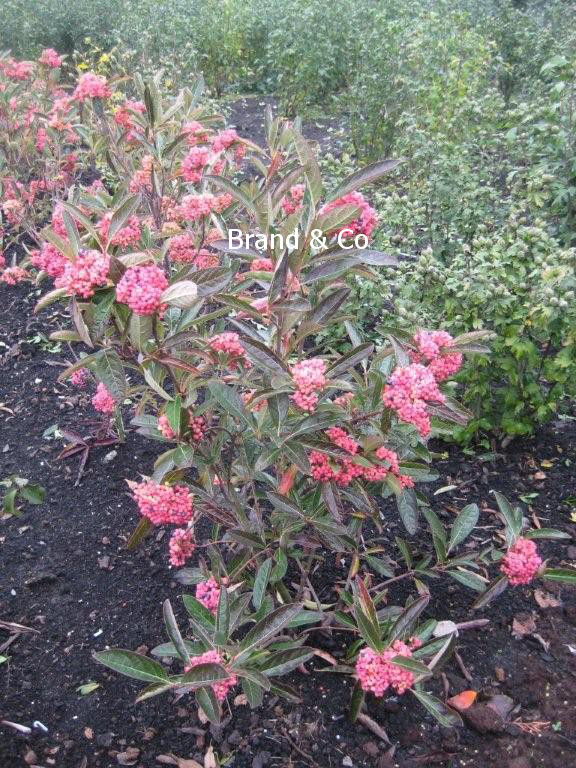 Viburnum nudum 'Pink Beauty'