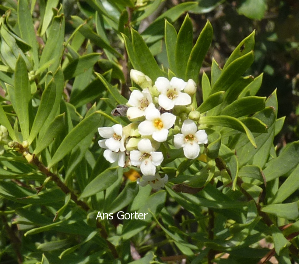 Daphne gnidium