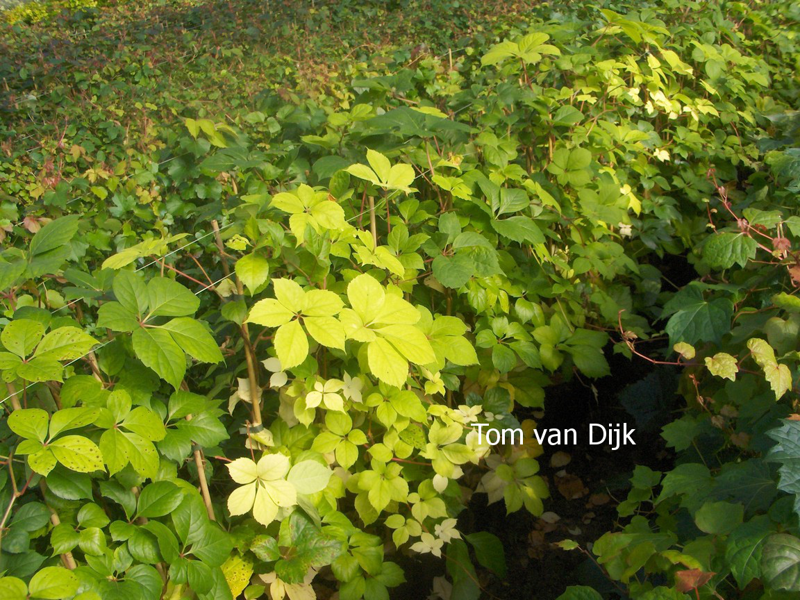 Parthenocissus quinquefolia 'Yellow Wall'