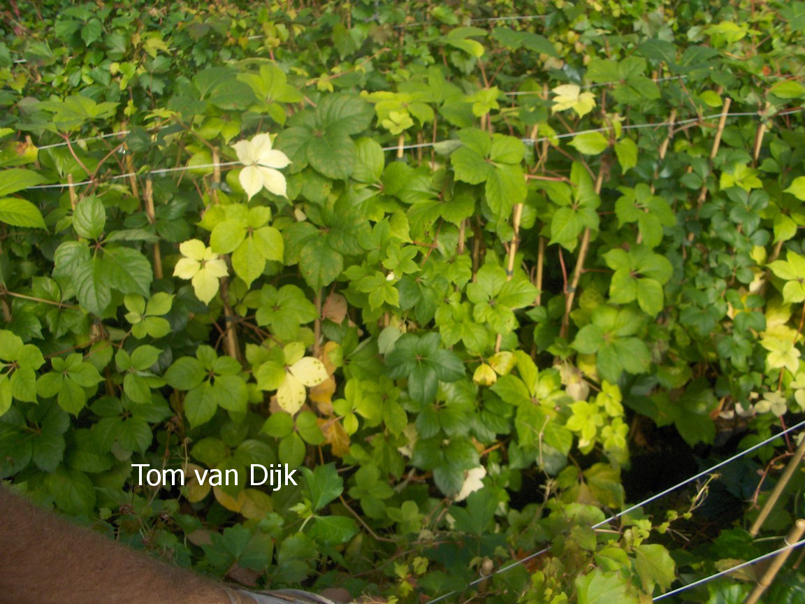 Parthenocissus quinquefolia 'Yellow Wall'