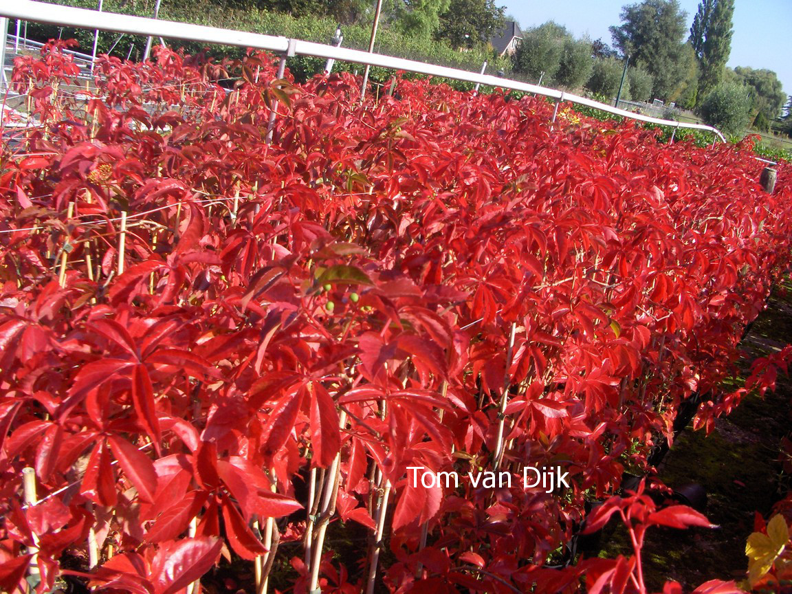 Parthenocissus quinquefolia 'Troki'
