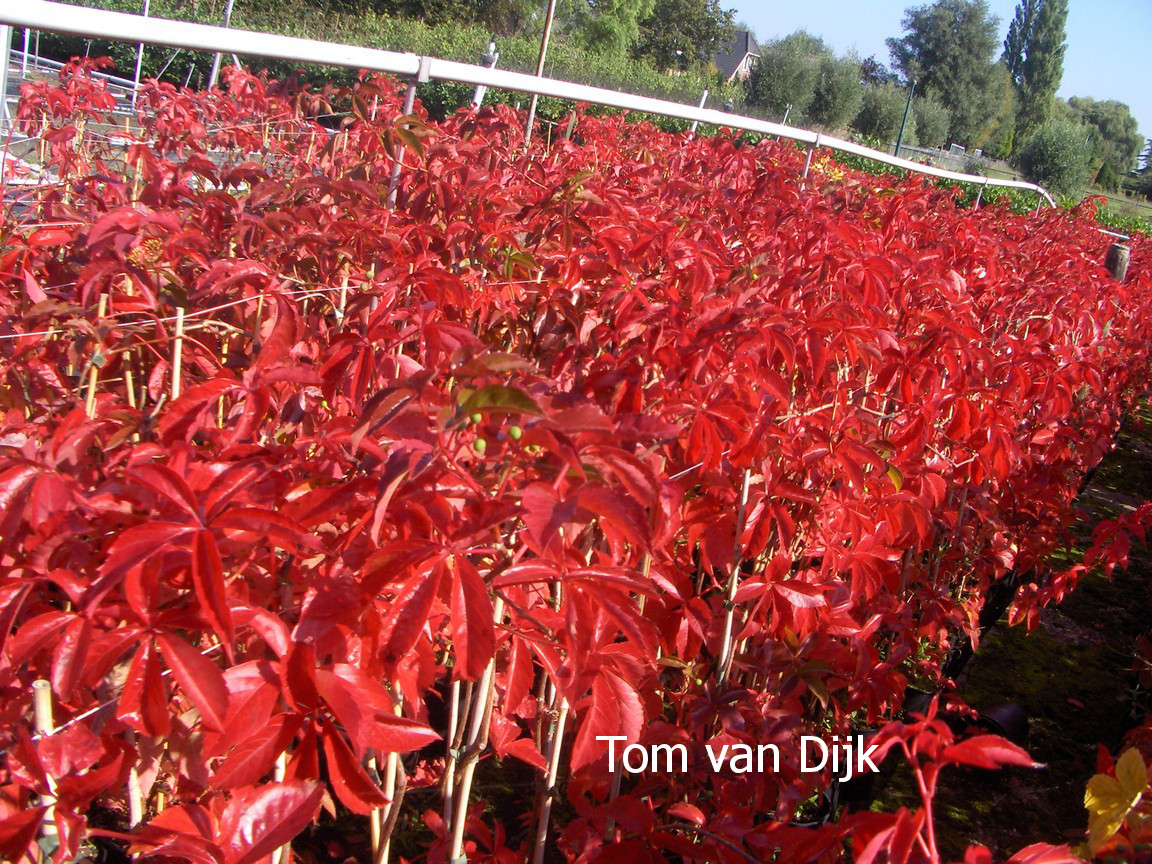 Parthenocissus quinquefolia 'Troki'