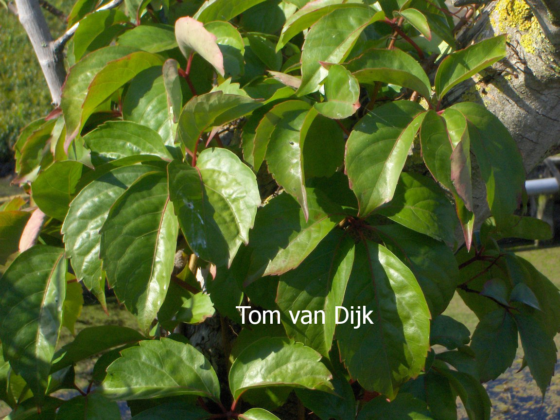Parthenocissus quinquefolia 'Troki'