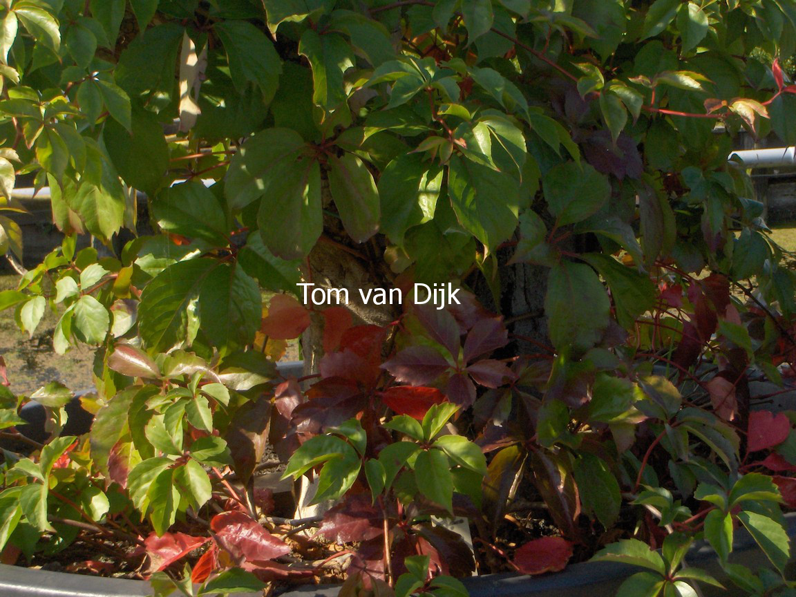 Parthenocissus quinquefolia 'Troki'