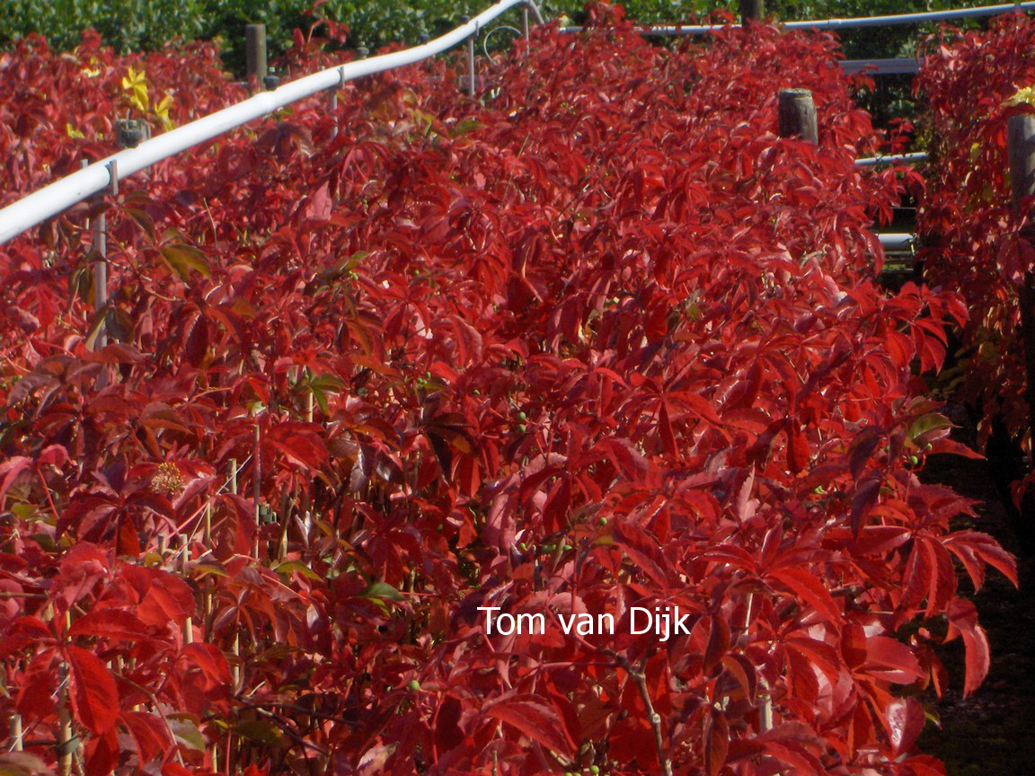 Parthenocissus quinquefolia 'Troki'