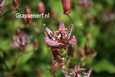 Tricyrtis formosana 'Dark Beauty'