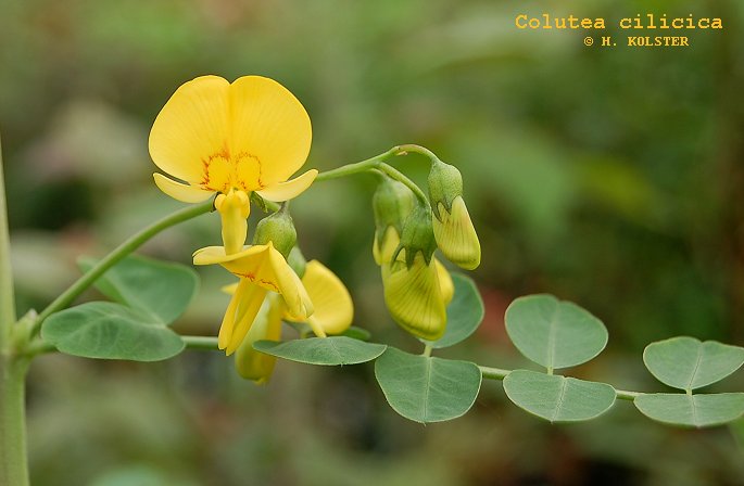 Plantentuin Esveld