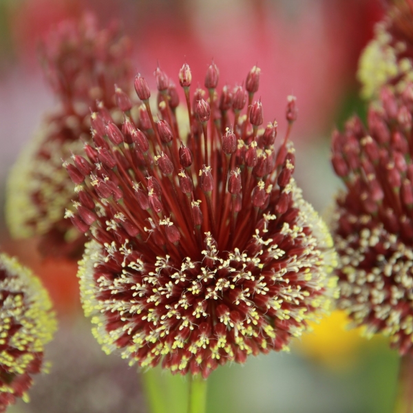 Allium amethystinum 'Red Mohican'