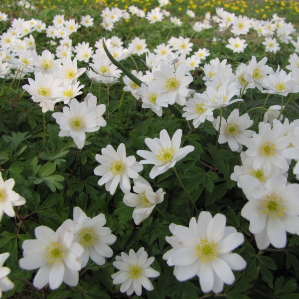 Anemone nemorosa 'Hilda'