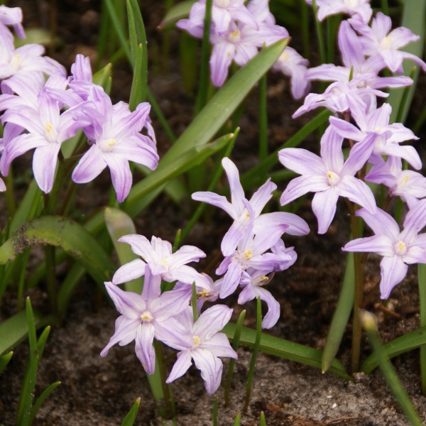 Plantentuin Esveld