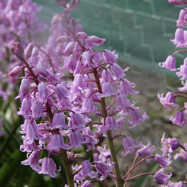 Hyacinthoides hispanica 'Miss World'