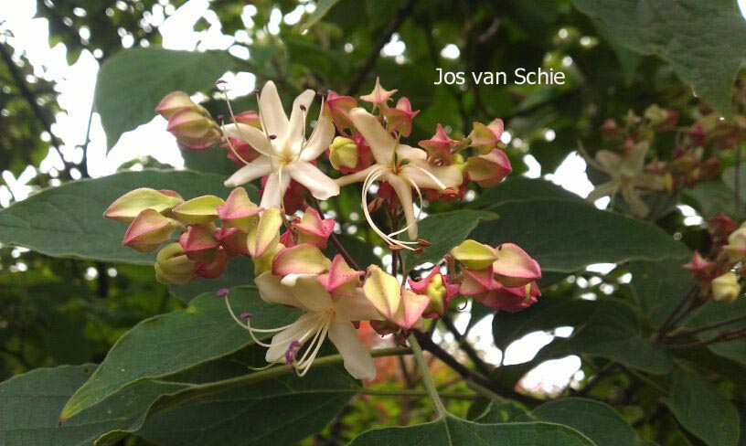 Clerodendrum trichotomum