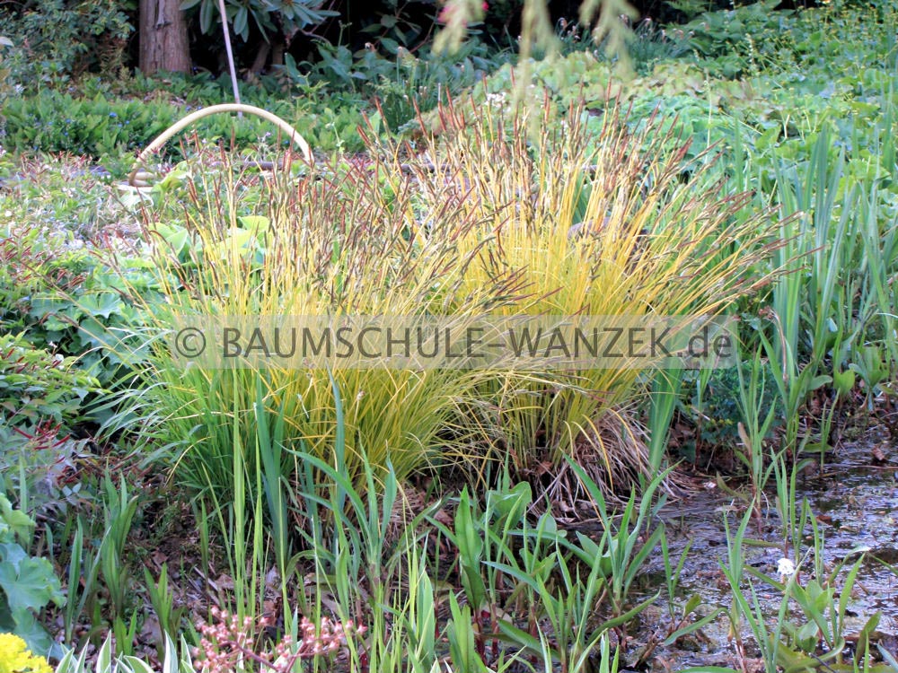 Carex elata 'Bowles Golden'