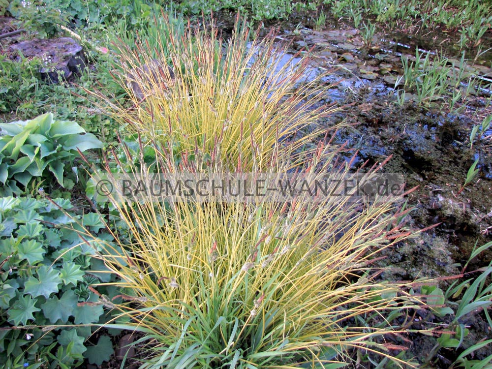 Carex elata 'Bowles Golden'