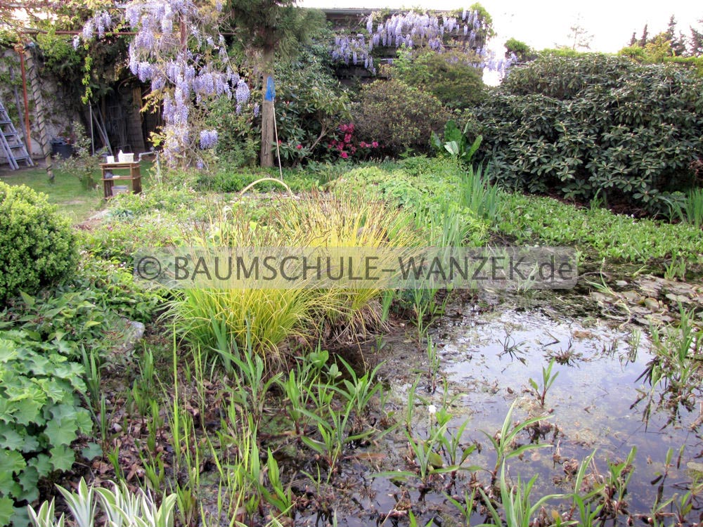 Carex elata 'Bowles Golden'