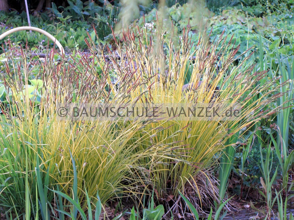 Carex elata 'Bowles Golden'