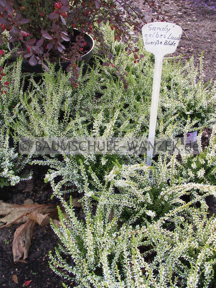 Calluna vulgaris 'Sandy' (GARDEN GIRLS)