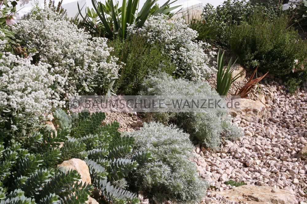 Artemisia schmidtiana 'Nana'