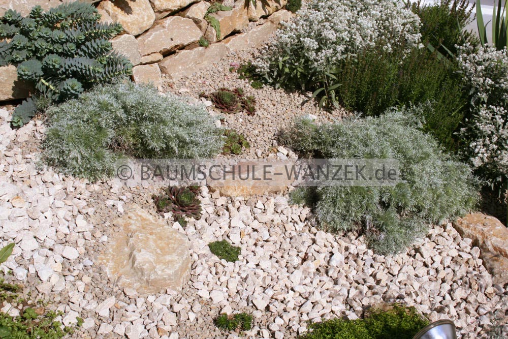 Artemisia schmidtiana 'Nana'