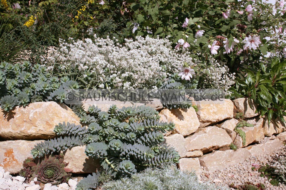 Anaphalis triplinervis 'Sommerschnee'