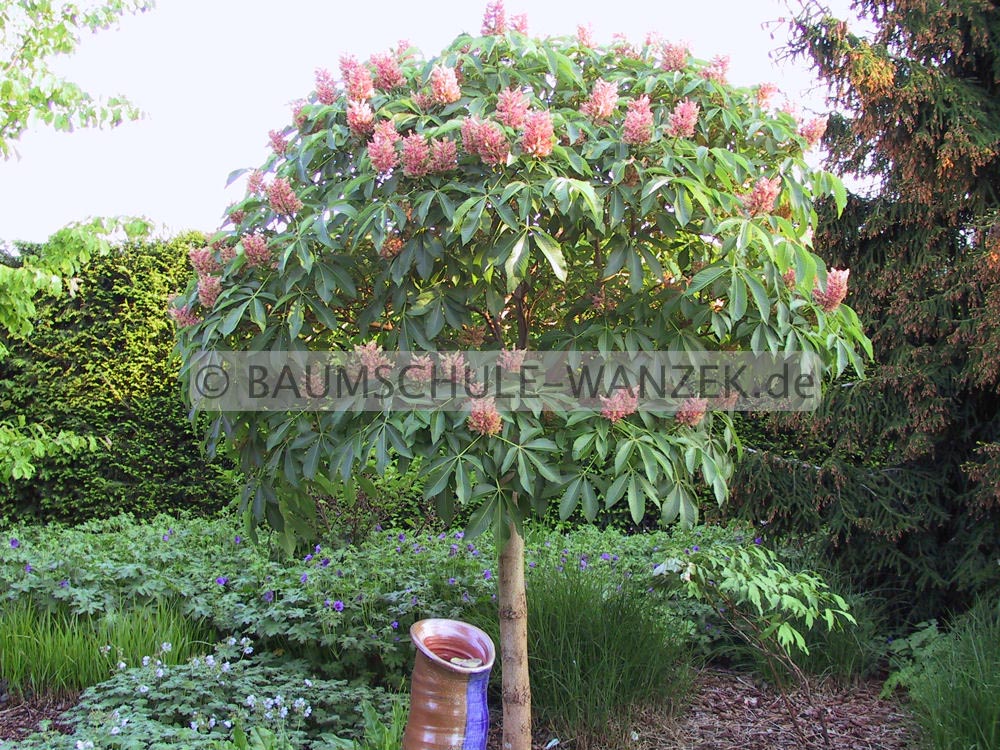 Aesculus pavia 'Koehnei'