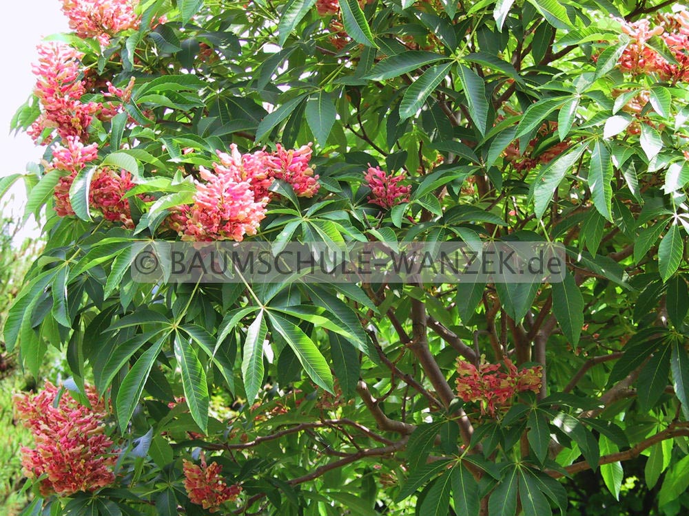Aesculus pavia 'Koehnei'
