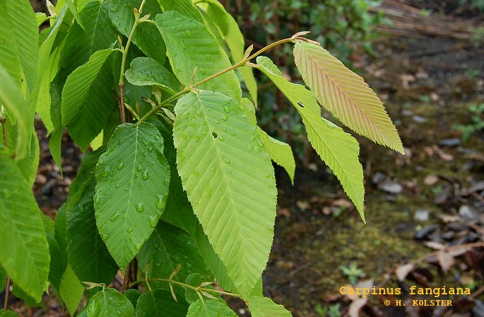 Carpinus fangiana