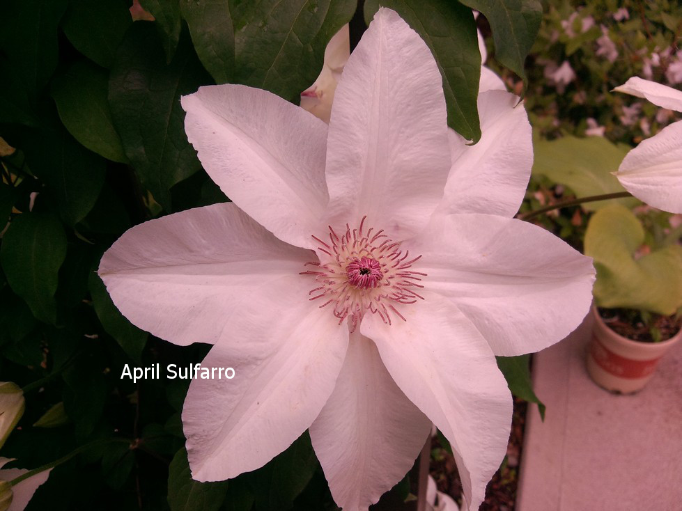 Clematis 'Fuyu-no-tabi'