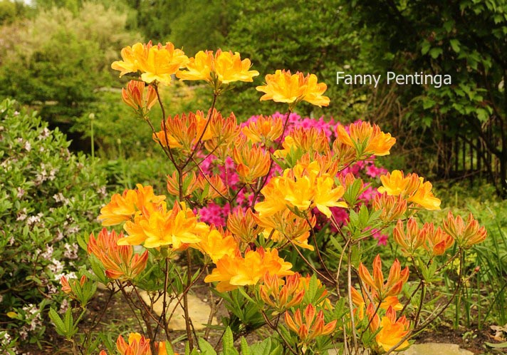 Azalea 'Hortulanus H. Witte'