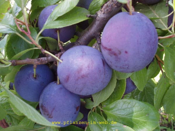 Prunus domestica 'Kirkespflaume'