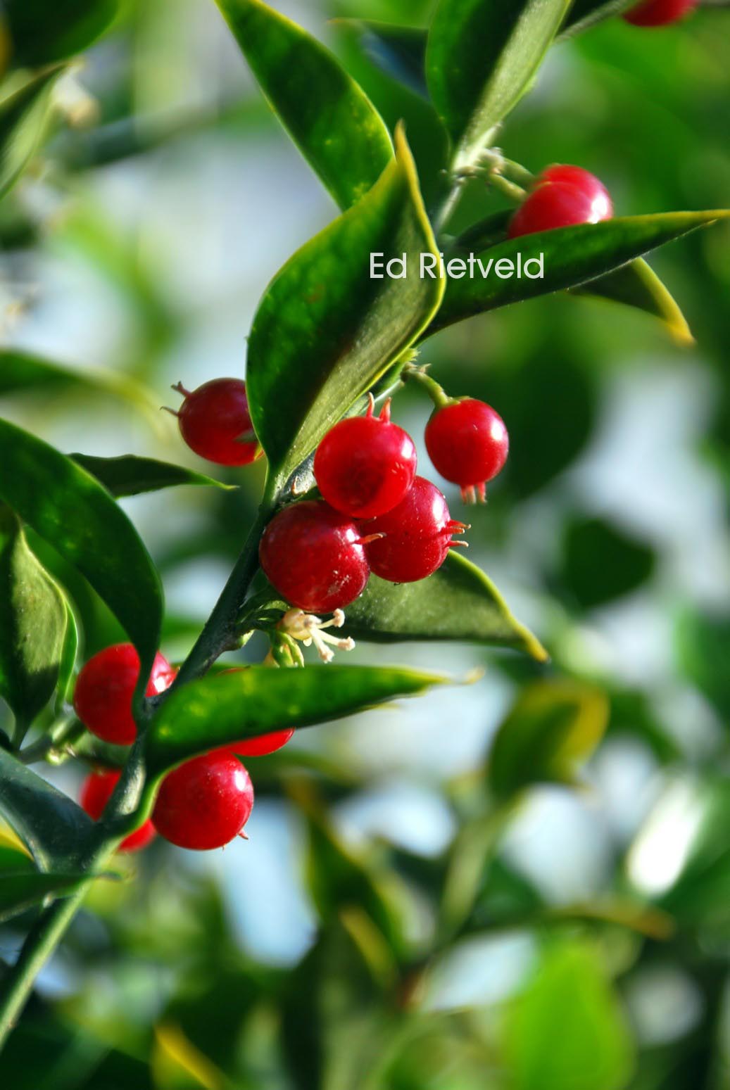 Sarcococca ruscifolia