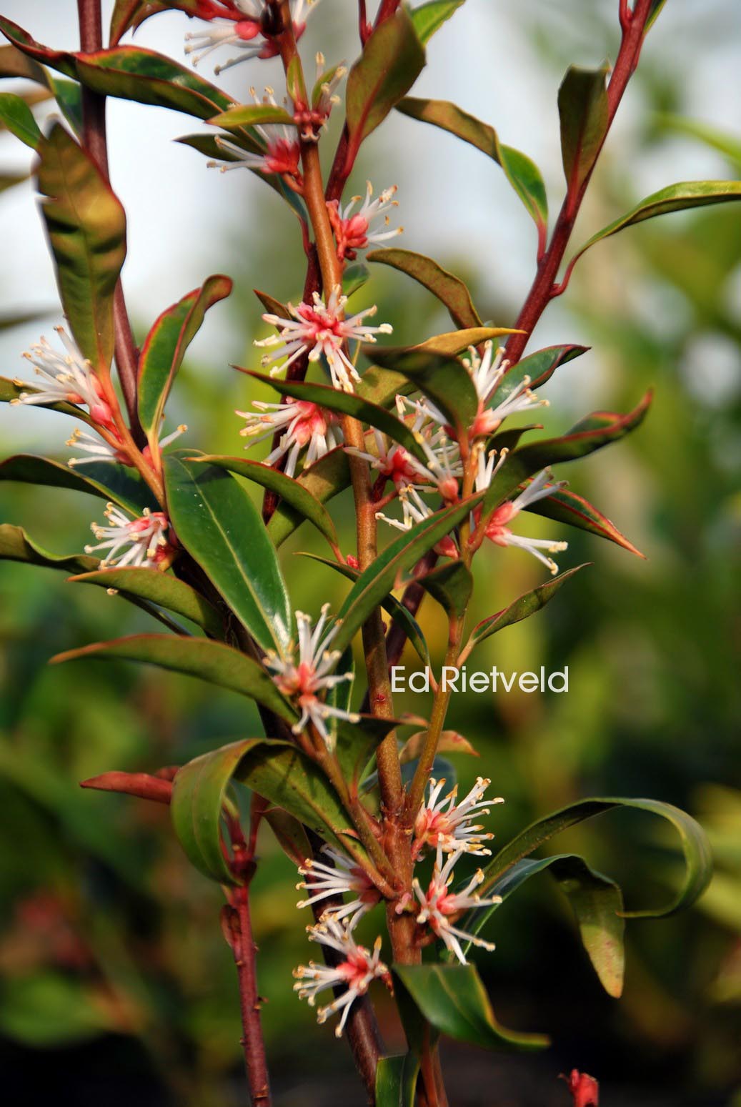 Sarcococca orientalis