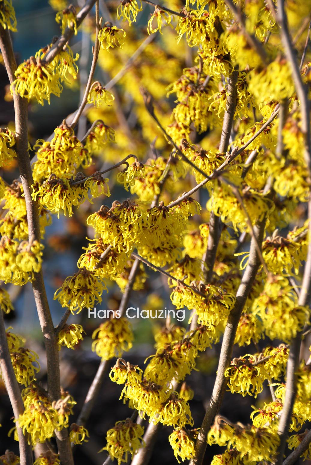 Hamamelis intermedia 'Nina'