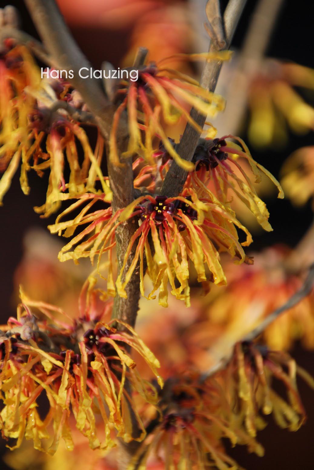 Hamamelis intermedia 'Aurora'