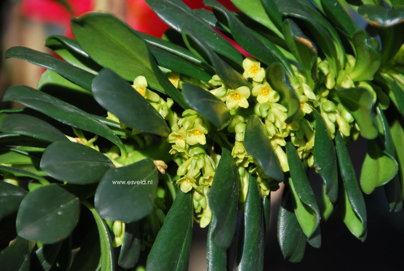 Daphne laureola