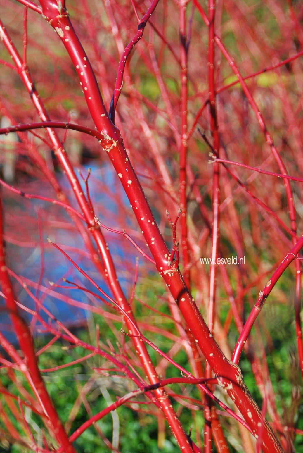 Cornus alba 'Aurea'