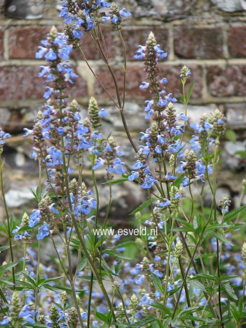 Salvia uliginosa