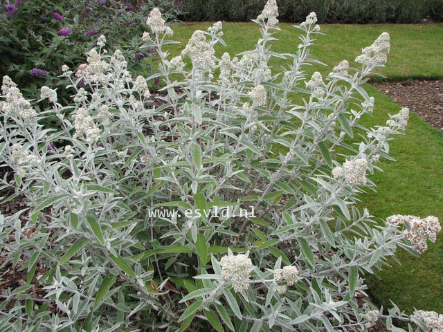 Buddleja 'Morning Mist' (SILVER ANNIVERSARY)