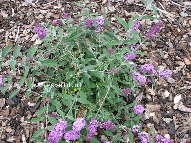 Buddleja davidii 'Lilac Chip'