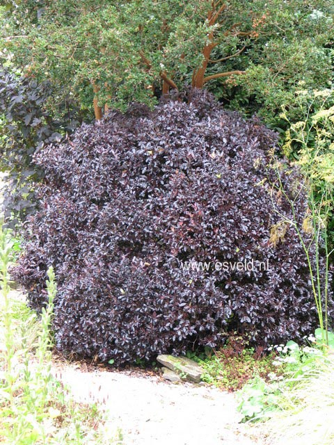 Pittosporum tenuifolium 'Tom Thumb'