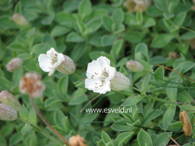 Silene maritima