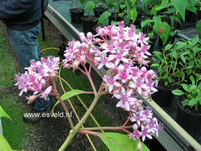 Dichroa febrifuga