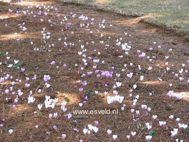 Cyclamen hederifolium