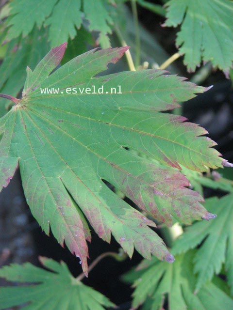 Acer japonicum 'Attaryi'