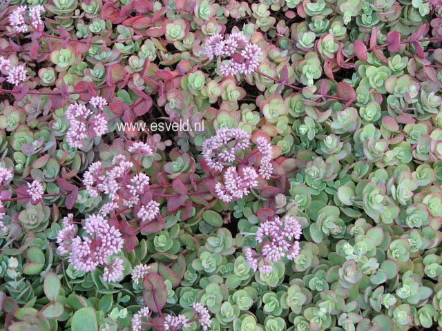 Sedum cauticolum 'Lidakense'