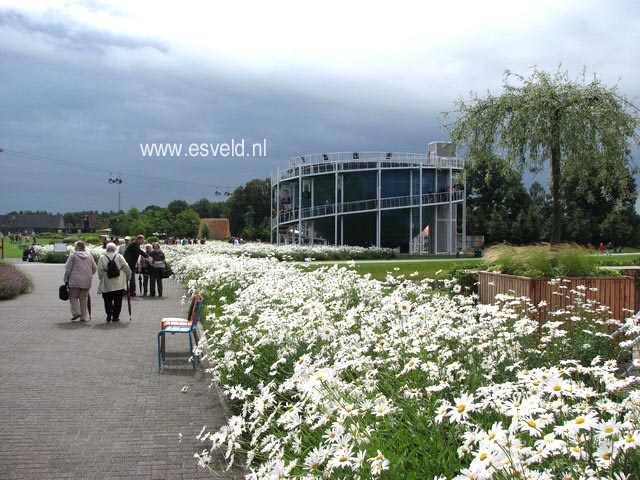 Leucanthemum 'Alaska'