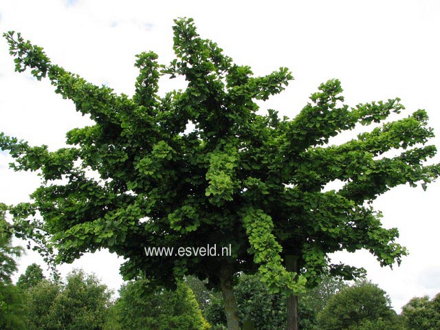 Ginkgo biloba 'Mariken'