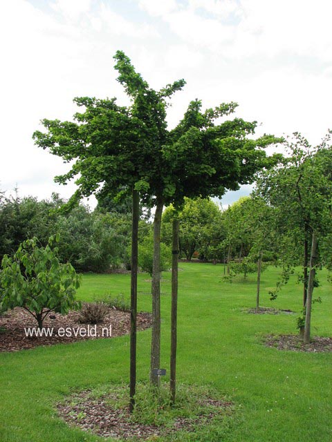 Ginkgo biloba 'Mariken'